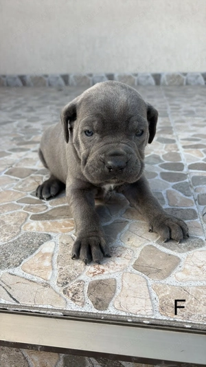 Femele Cane Corso Blue Black - imagine 2