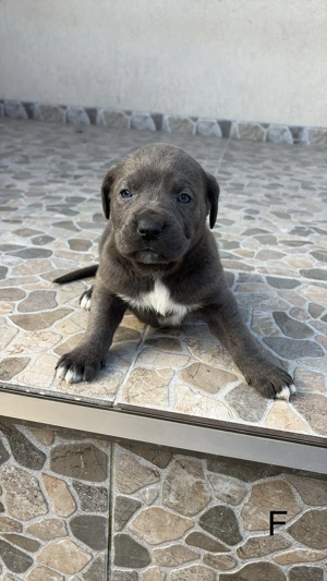 Femele Cane Corso Blue Black - imagine 4