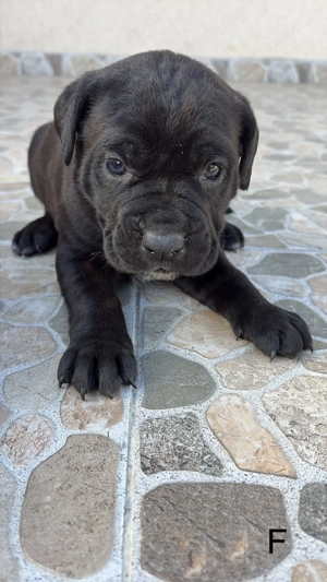 Femele Cane Corso Blue Black - imagine 5