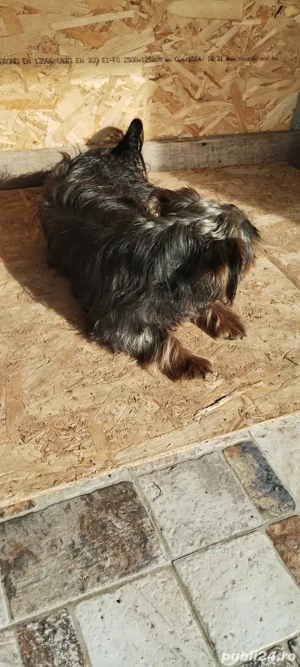 Vand sau la schimb - imagine 2