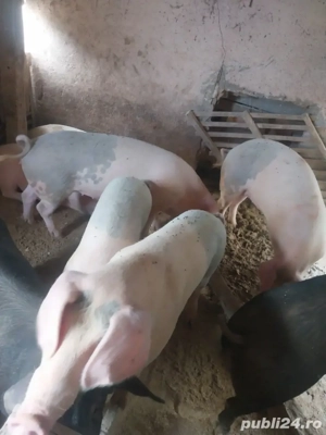 porci de vanfare - imagine 2 porci de vanfare - imagine 2