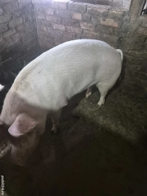 porci castrati - imagine 2