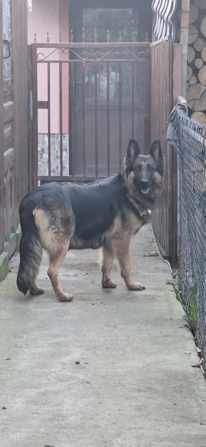 Pui de ciobanesc german pur - imagine 2