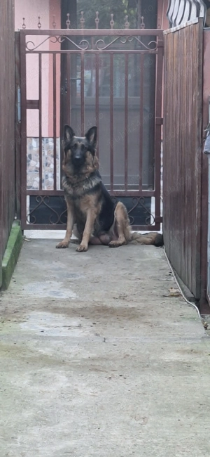 Pui de ciobanesc german pur - imagine 3