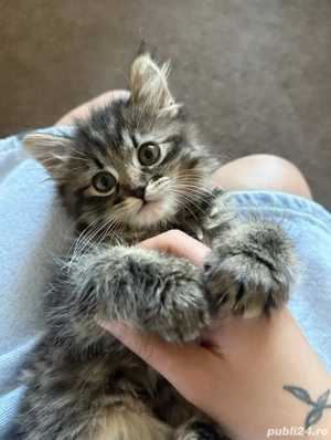 Norvegian de pădure  - imagine 4