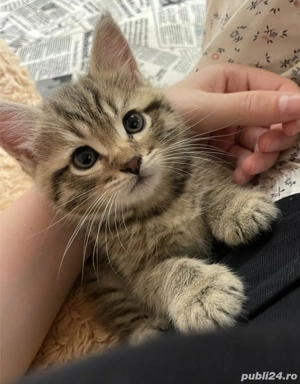 Norvegian de pădure  - imagine 3