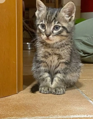 Norvegian de pădure  - imagine 2