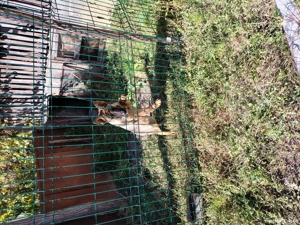 Catelusa de vanzare - imagine 3