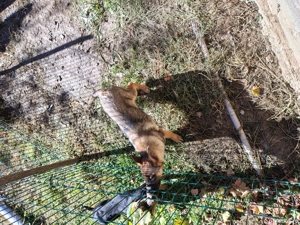 Catelusa de vanzare - imagine 2