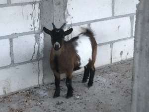 capre pitice mature spaniole