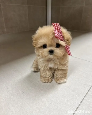 Maltipoo Mini Toy