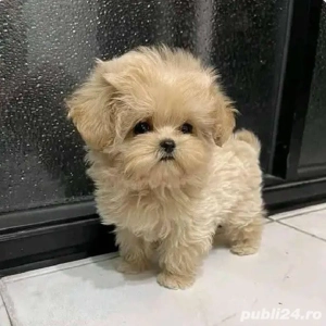 Maltipoo Mini Toy - imagine 2