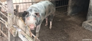 Vier petrian - imagine 4