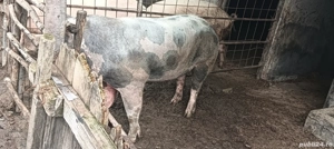 Vier petrian - imagine 5