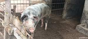 Vier petrian - imagine 3