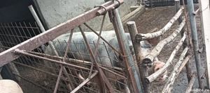 Vier petrian - imagine 2