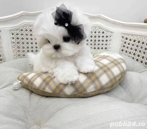 Pui Bichon Maltez Mini Toy - 2 luni talie mica, deparazitați, foarte jucauși - imagine 2