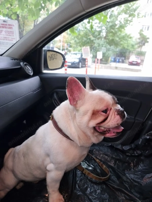 Donez Bulldog Francez  - imagine 4