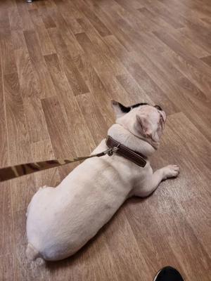 Donez Bulldog Francez  - imagine 2