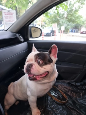 Donez Bulldog Francez  - imagine 5