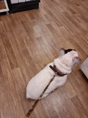 Donez Bulldog Francez  - imagine 3