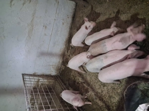 Purcei Landrace X Duroc - imagine 5 Purcei Landrace X Duroc - imagine 5