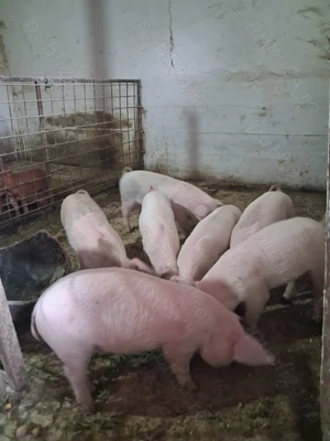 Purcei Landrace X Duroc - imagine 2 Purcei Landrace X Duroc - imagine 2