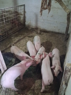 Purcei Landrace X Duroc - imagine 3 Purcei Landrace X Duroc - imagine 3