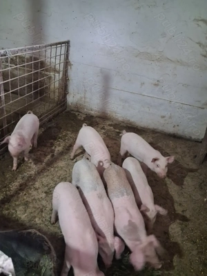 Purcei Landrace X Duroc - imagine 6 Purcei Landrace X Duroc - imagine 6