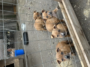 pui amstaff - imagine 4