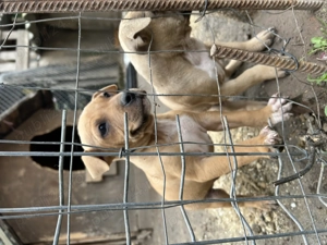 pui amstaff - imagine 5