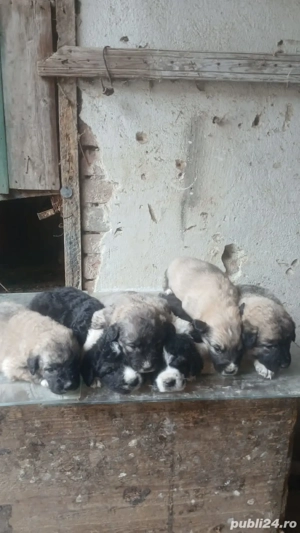 vand catai de kangal  sau dau la schimb