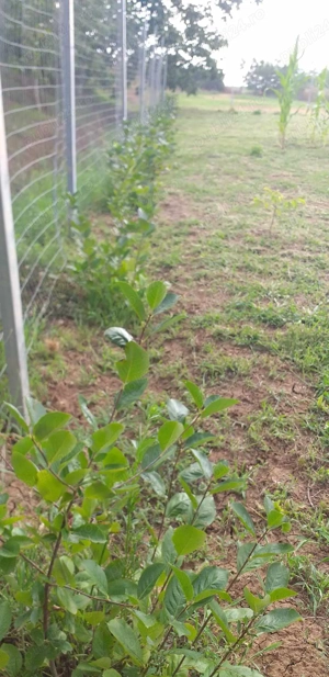 Casa cu teren GHIOROC  - imagine 2