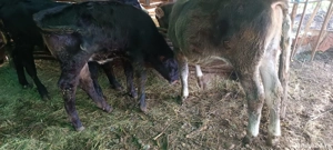 viței de vânzare  - imagine 2 viței de vânzare  - imagine 2