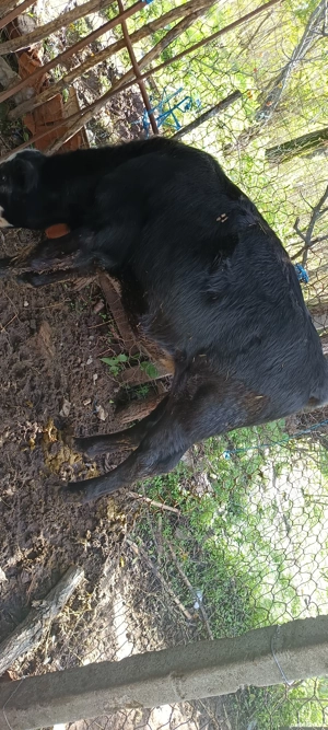 viței de vânzare  - imagine 3 viței de vânzare  - imagine 3