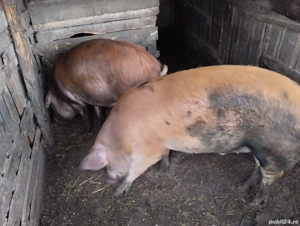 Pentru Crăciun! sat. Rași. - imagine 2