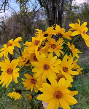 Vând casă la țară, recent renovată 