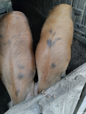 Pentru Crăciun! sat. Rași.