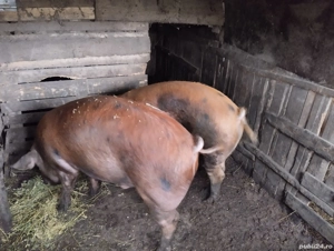 Pentru Crăciun! sat. Rași. - imagine 3