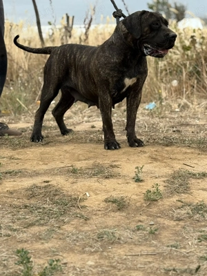 Femela presa canario  - imagine 2 Femela presa canario  - imagine 2