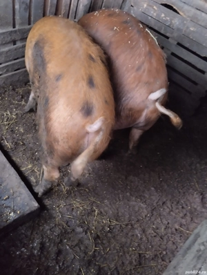 Pentru Crăciun! sat. Rași. - imagine 4