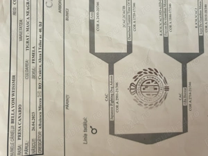 Femela presa canario  - imagine 5 Femela presa canario  - imagine 5