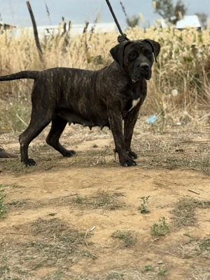 Femela presa canario  - imagine 3 Femela presa canario  - imagine 3