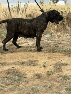 Femela presa canario  - imagine 4 Femela presa canario  - imagine 4