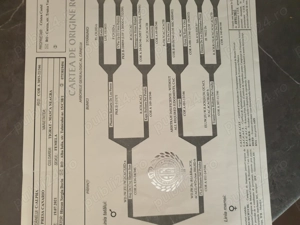 Femela presa canario  - imagine 2 Femela presa canario  - imagine 2