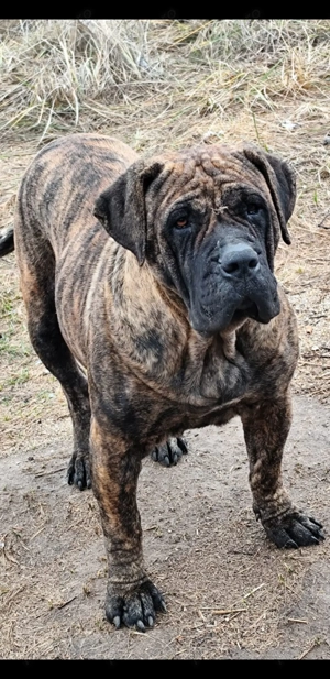 Femela presa canario 