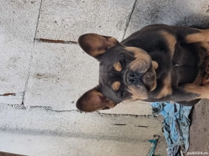 Cățelușă buldog francez - imagine 2 Cățelușă buldog francez - imagine 2