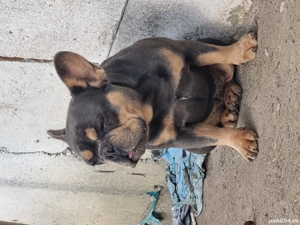 Cățelușă buldog francez