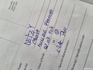 Cățelușă buldog francez - imagine 3 Cățelușă buldog francez - imagine 3