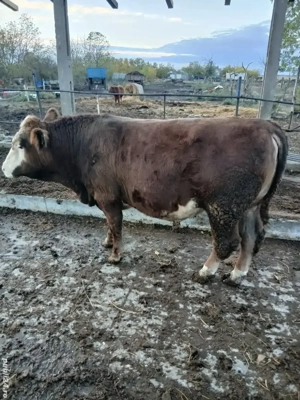 vand tauras  - imagine 2